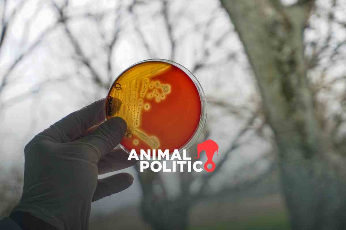 La amenaza global de las bacterias resistentes a los antibióticos ya está aquí