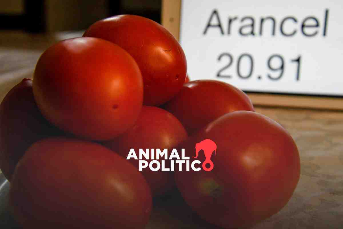Estados Unidos activa arancel al jitomate mexicano