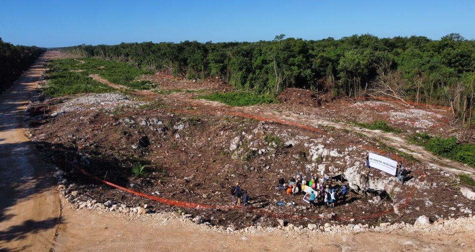 3.4 millones de árboles han sido talados o removidos por el Tren Maya, reconoce el gobierno