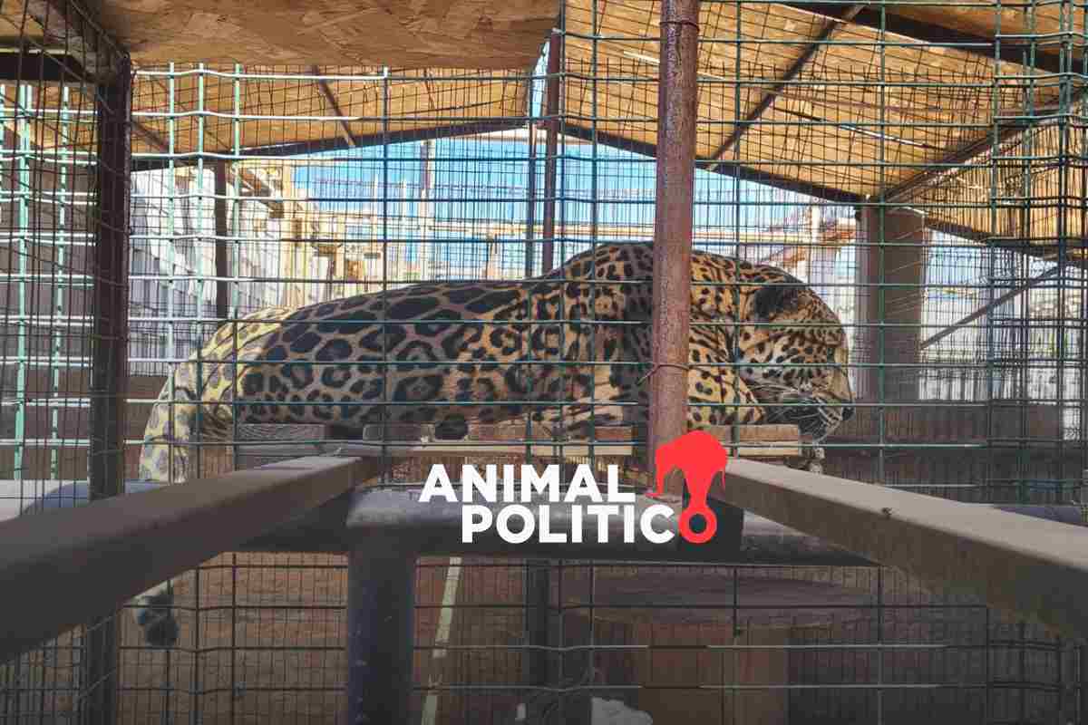 Aseguran a un jaguar, un león y otras especies exóticas halladas en predio de Baja California Sur