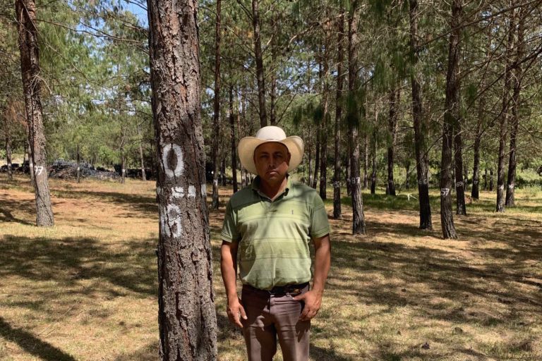 El bosque comunitario que se transformó en una semilla de empleos en México