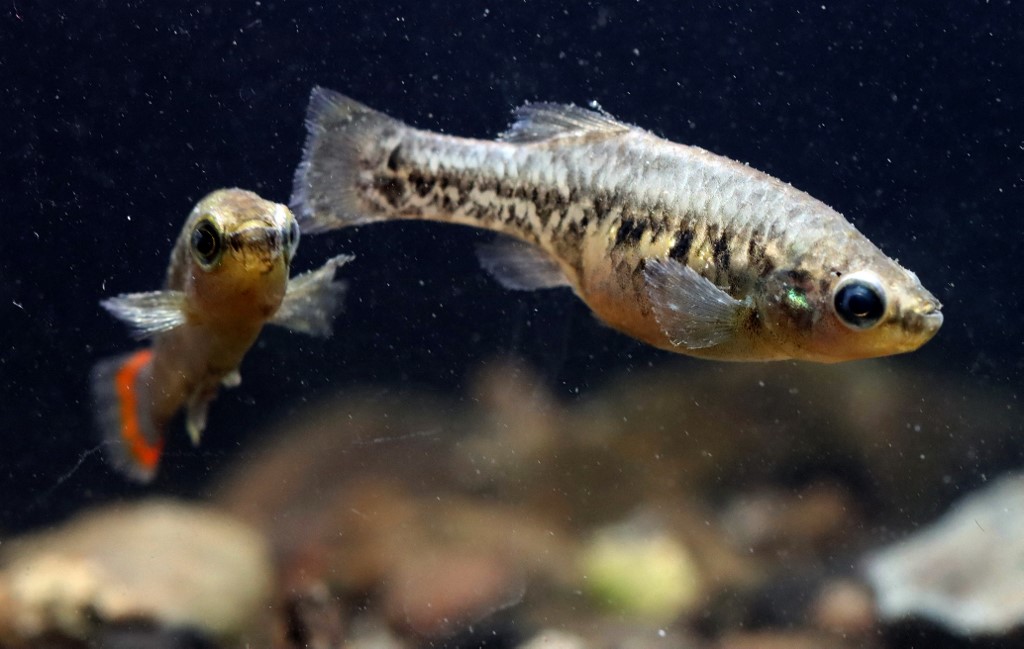 Pez tequila se salva de la extinción; Jalisco lo reintroduce a su hábitat