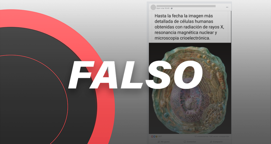 Esta imagen no es una célula capturada con rayos X, es una ilustración