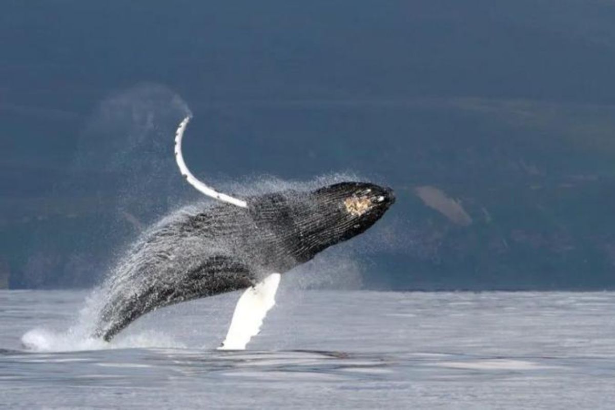 ¿Cómo cantan las ballenas bajo el agua? Científicos descifran el misterio