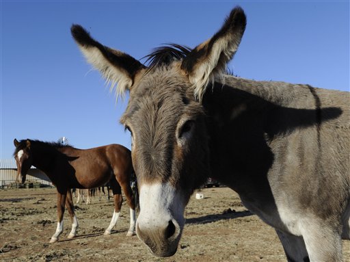 En Sonora pagarán tenencia por burros y caballos