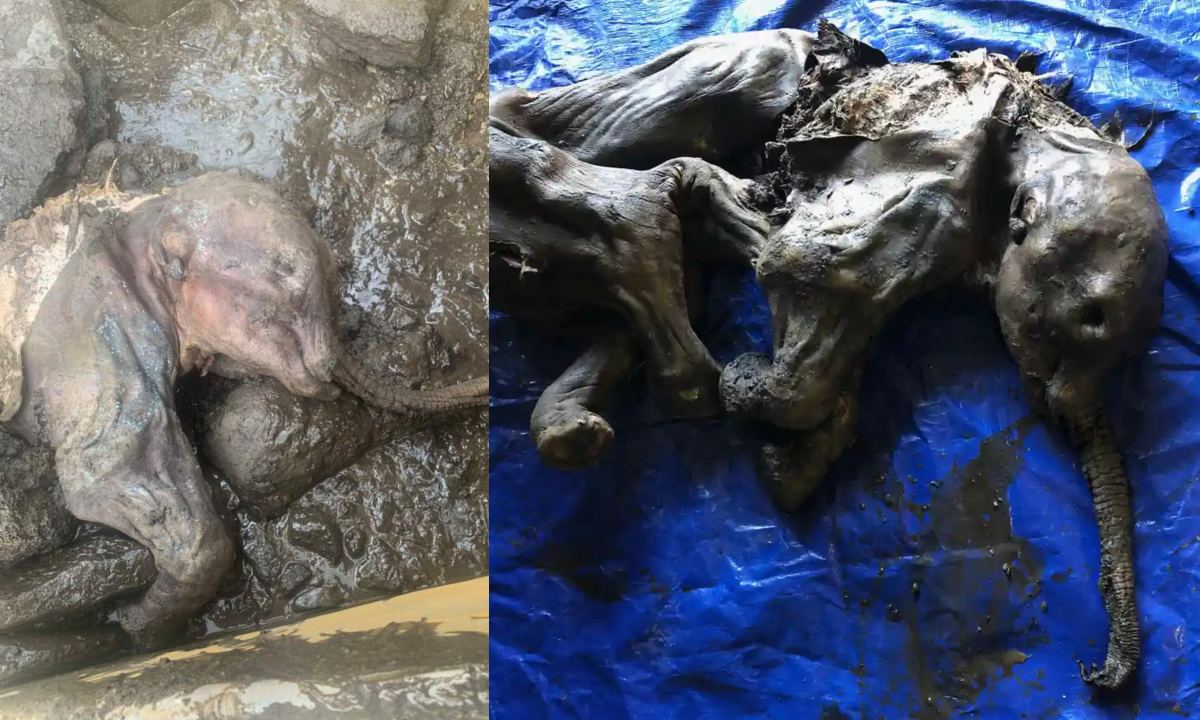 Encuentran restos de un *bebé mamut lanudo congelado hace más de 30 mil años*