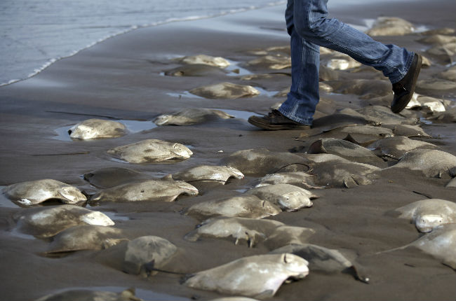 Hallan cientos de mantarrayas muertas en playa de Veracruz