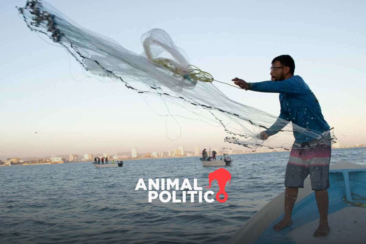 Bienpesca, el programa social sin estrategia ni sustentabilidad que AMLO propone en la Constitución