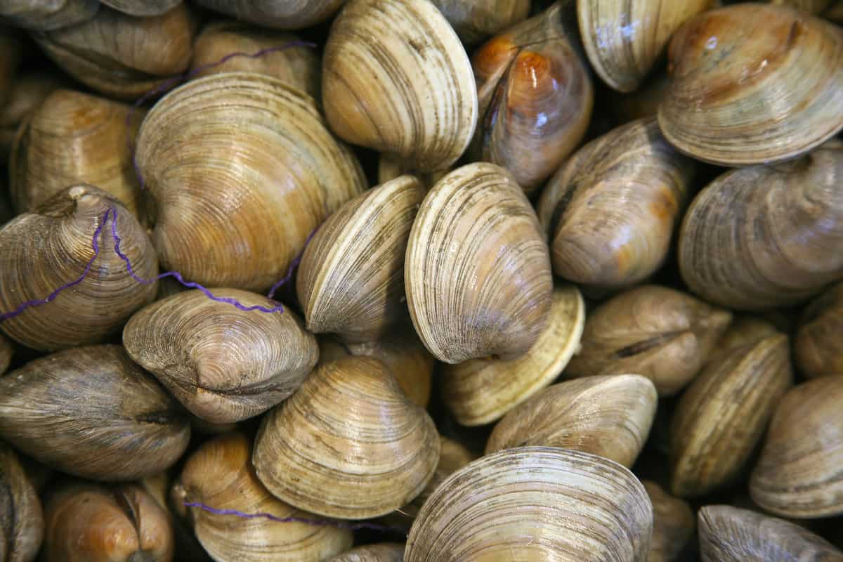 cómo elegir mariscos buenos 