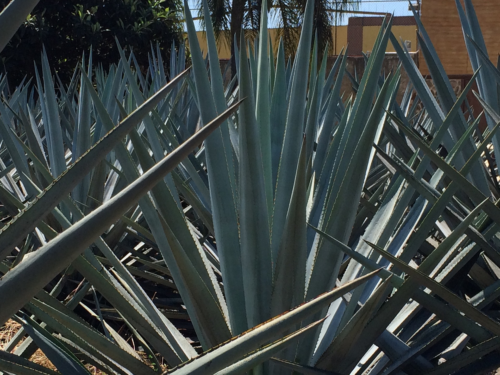 Miramontes, el único tequila de Ahuacatlán, Nayarit