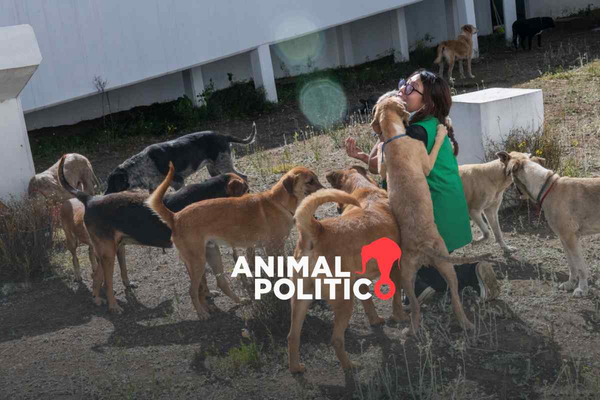 Brugada descarta construcción de desarrollo inmobiliario en donde operaba el refugio Franciscano