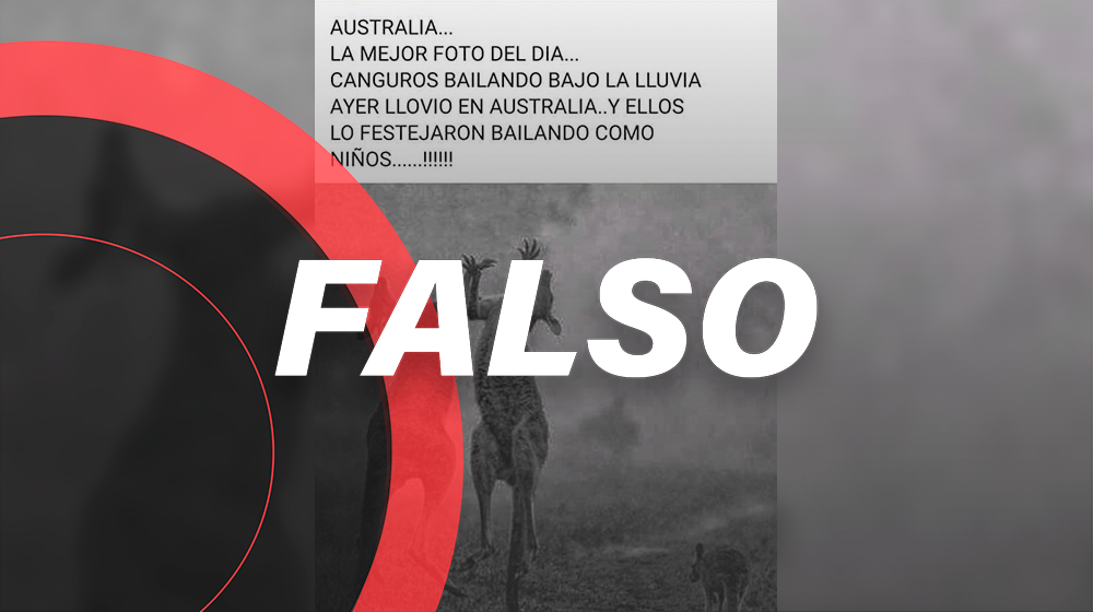 No, estos canguros no están celebrando la lluvia en Australia