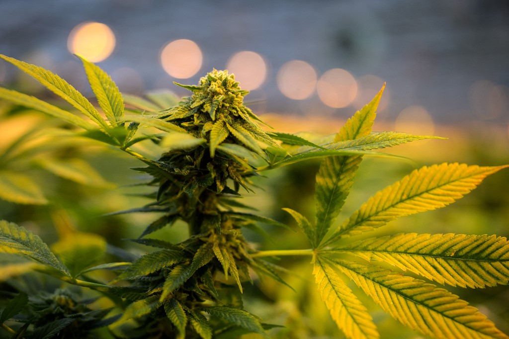 Mariguana: Qué decidió la Corte y qué pueden hacer ahora los consumidores