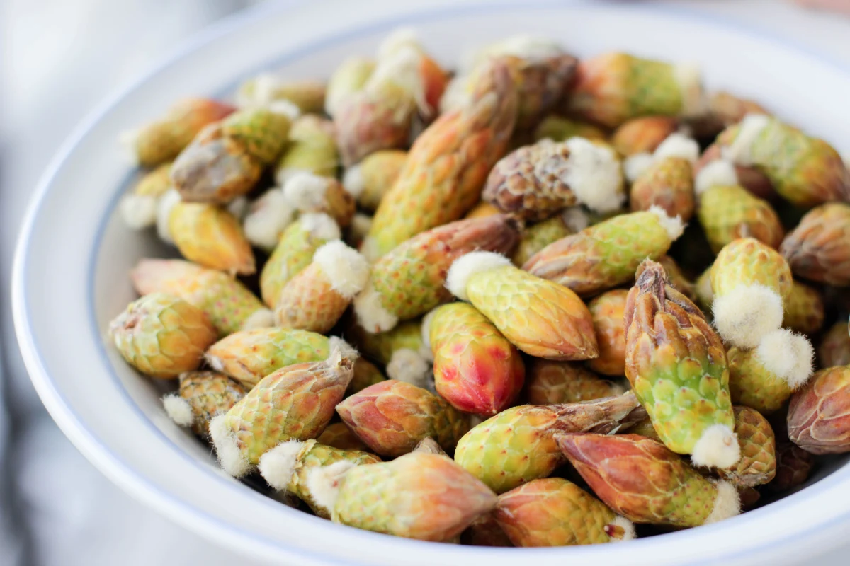 Cabuches, flor comestible del desierto para la Cuaresma