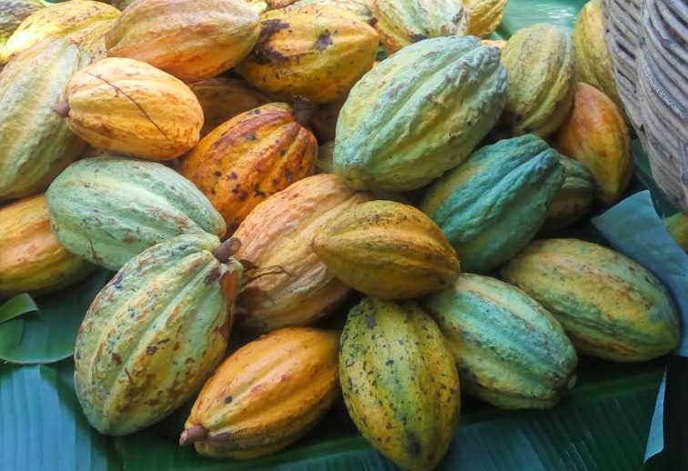 El chocolate de Tabasco: del Edén para el mundo