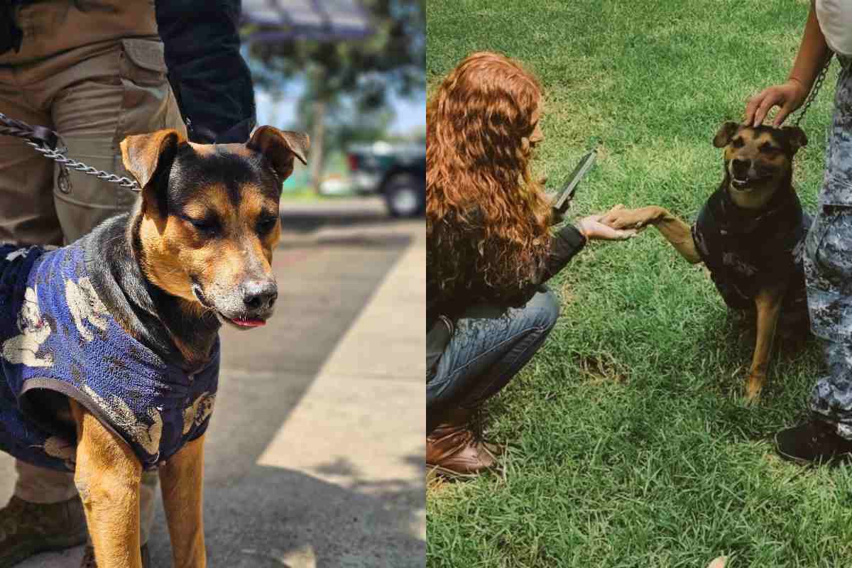 Conoce a Cadete, el perrito de la calle que desfiló el 16 de septiembre y que ahora busca hogar