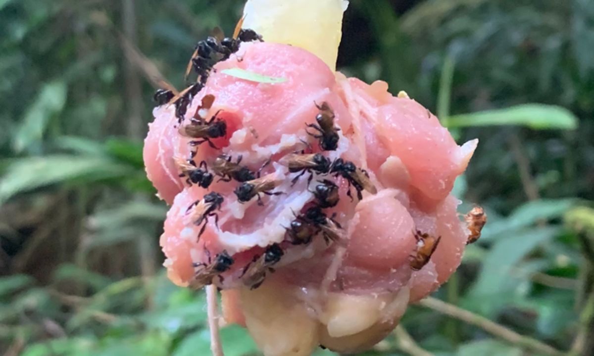Los nuevos descubrimientos sobre las *'abejas buitre', la especie que se come carne*