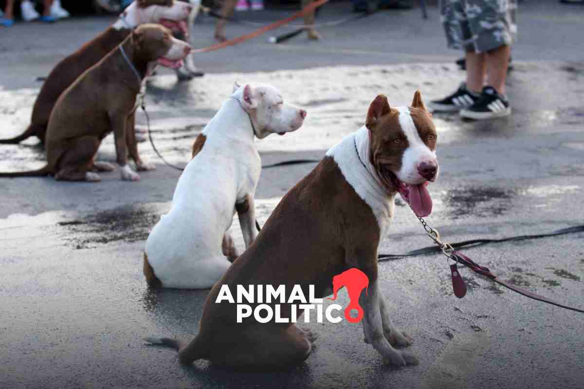 Centros de acopio para animales afectados por el huracán Otis: dónde están y qué llevar