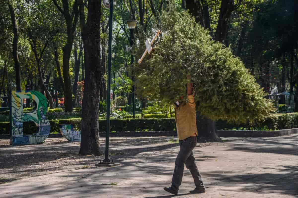 ¡No lo tires! Aquí los centros de acopio de árboles de Navidad en CDMX