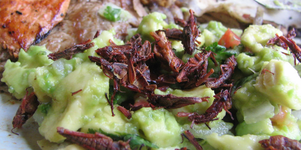 Tacos de chapulín: el sabor oaxaqueño