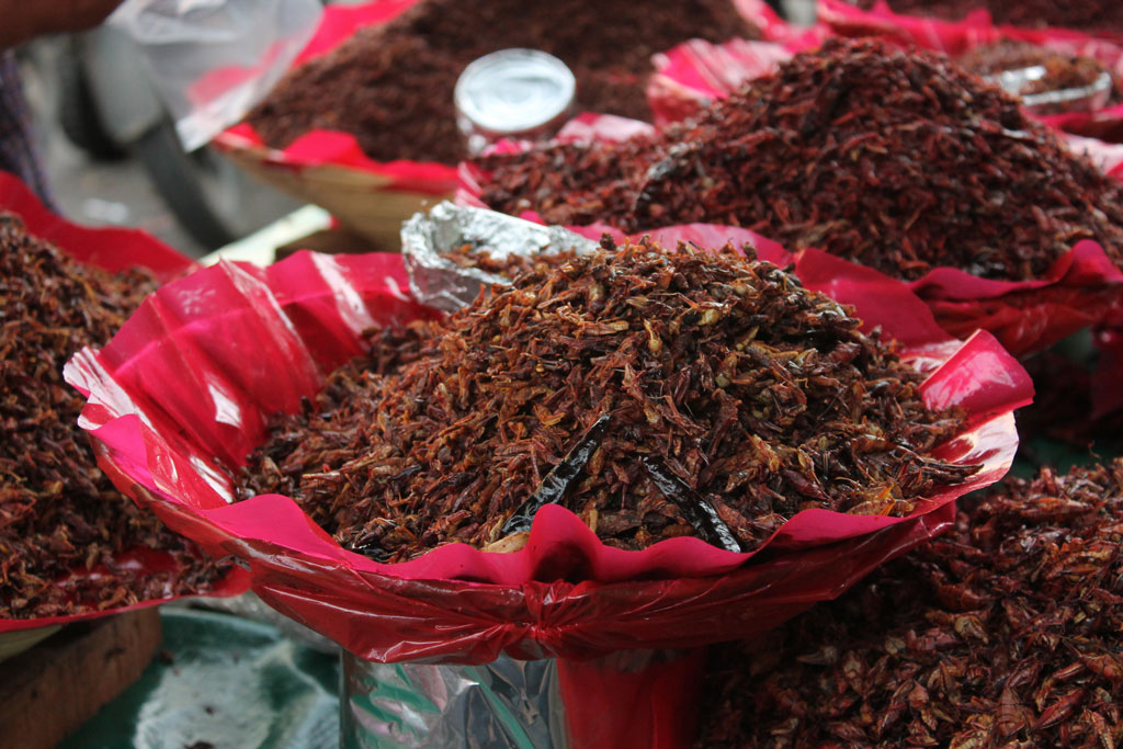 Así se cazan cinco insectos que comemos en México