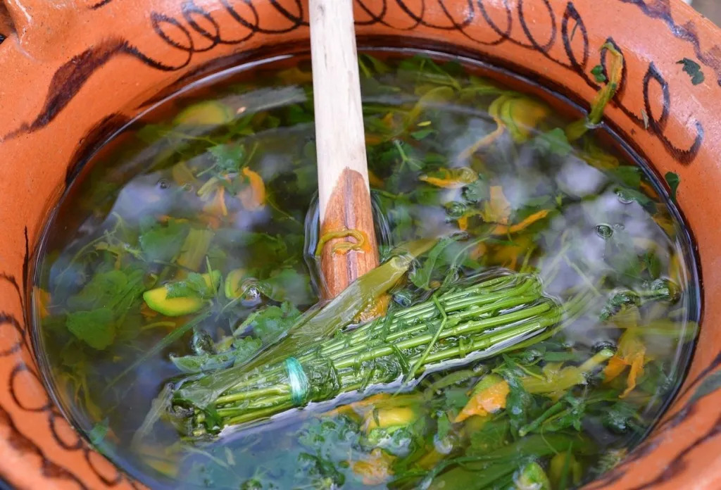 Chepiche: la hierba comestible de Oaxaca que tienes que conocer