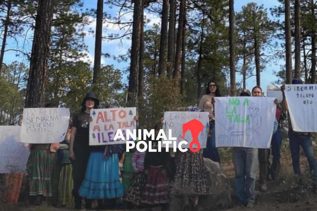 Chihuahua: crimen organizado desplaza comunidades indígenas para avanzar con minería y tala ilegales