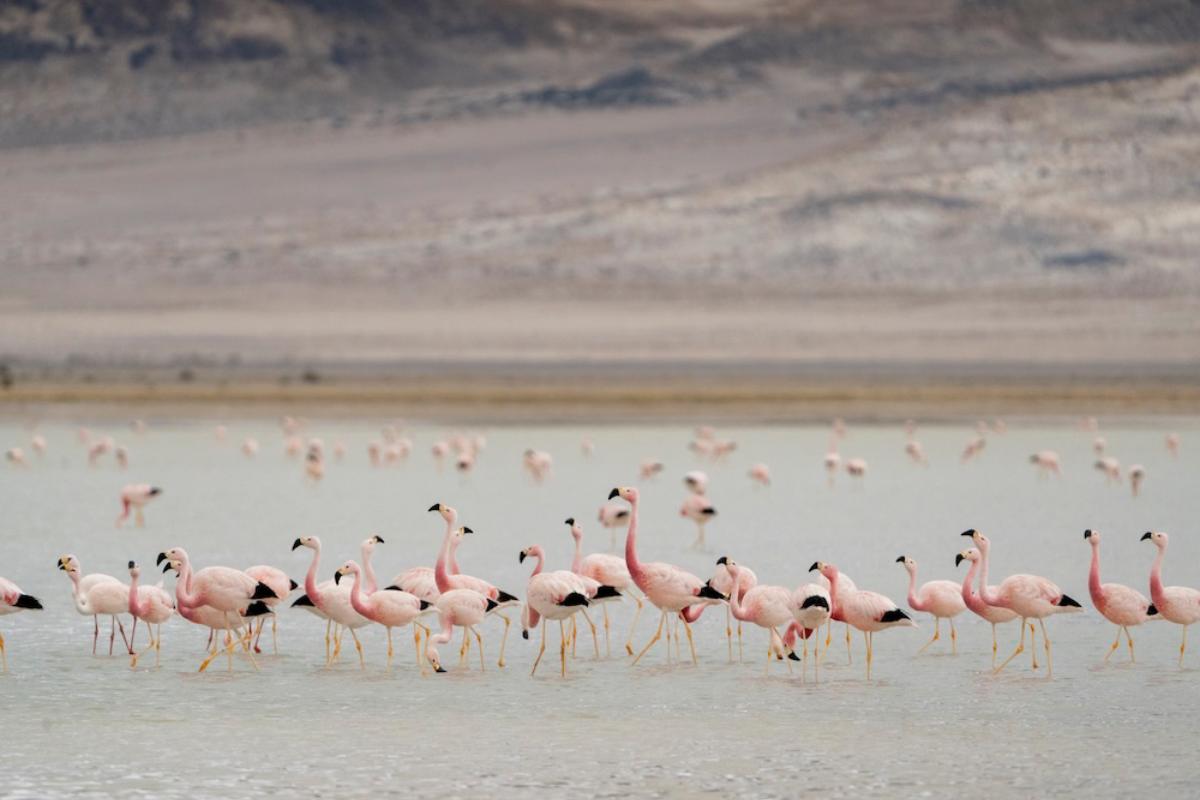 chile-frena-areas-protegidas-en-salares-37-normas-ambientales