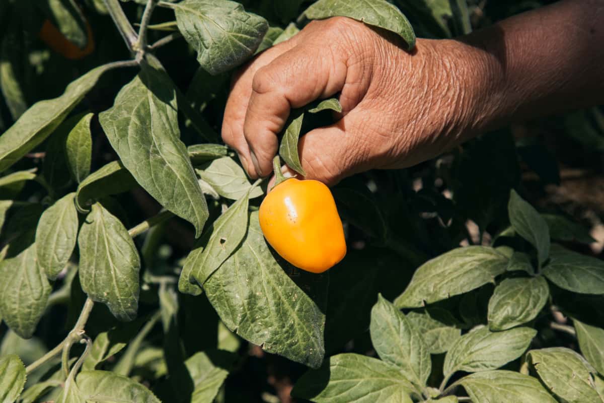 Todo sobre el Chile Perón y su linaje andino.