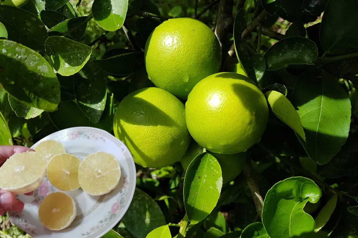 Chinalima, la fruta cítrica del estado de Yucatán y protagonista de la sopa de lima