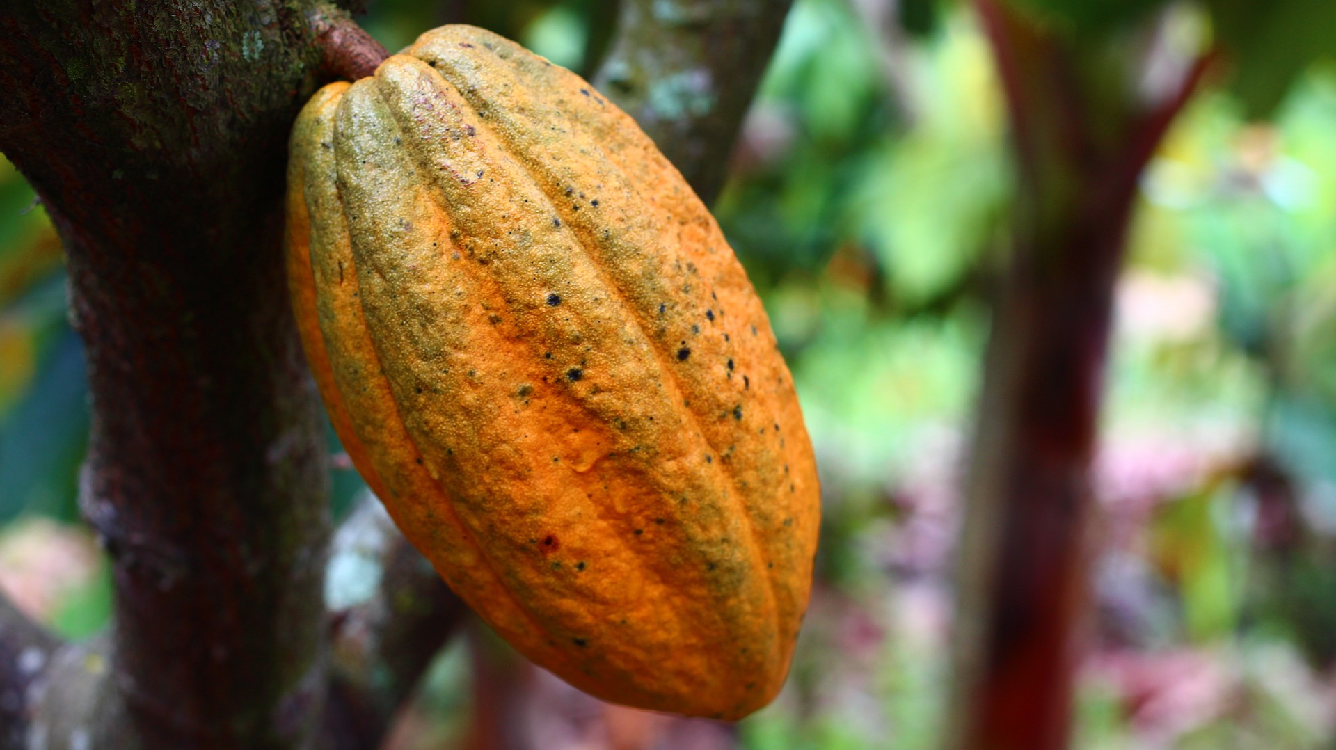 Choco Story: el museo del cacao en Uxmal, Yucatán