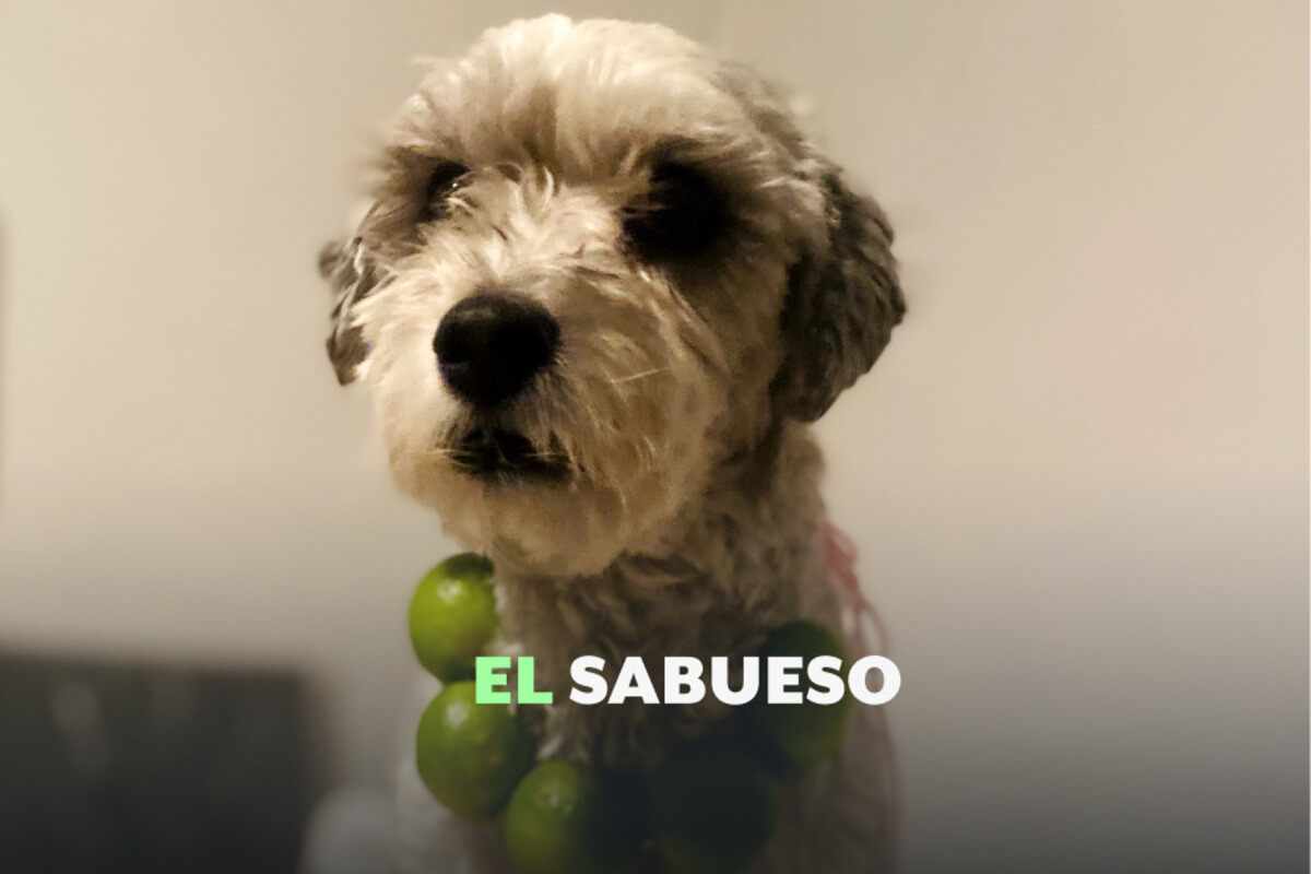 ¿Un collar de limones para curar a tu perrito con tos? 