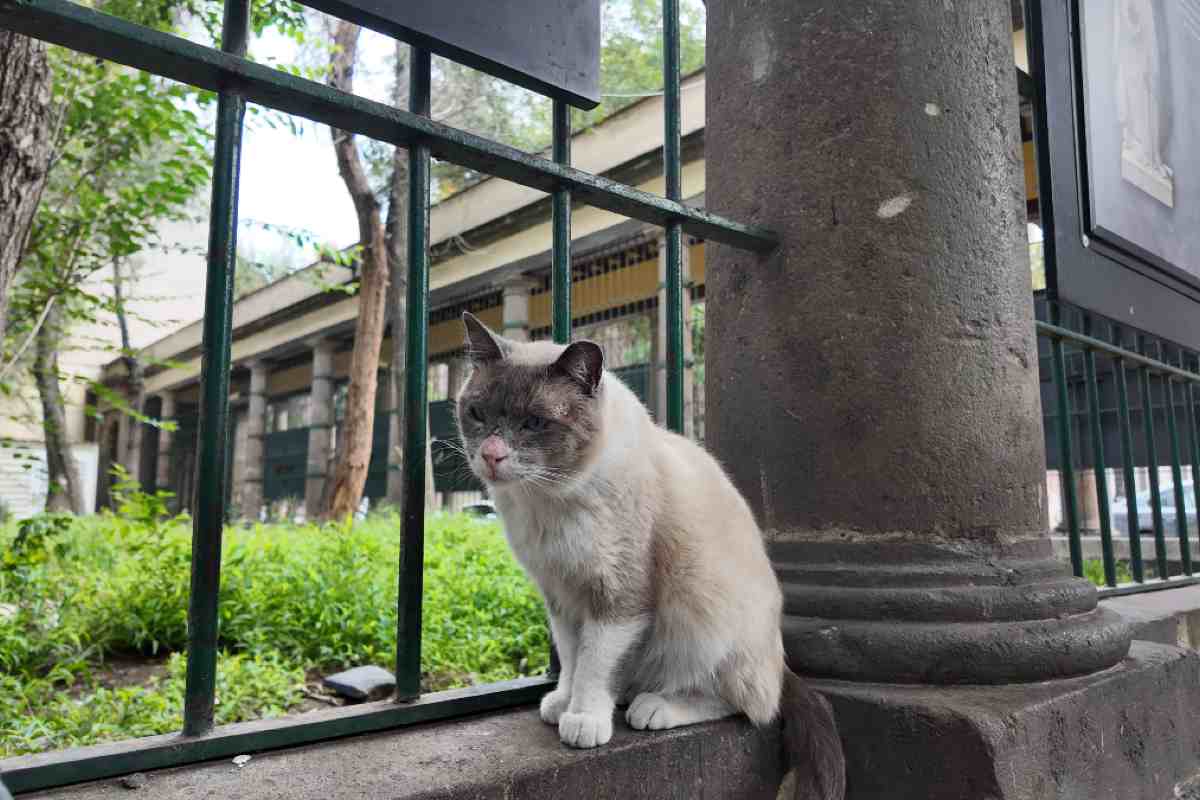 Conviértete en Santa y apoya a los gatitos de Catacumberitos: así puedes sumarte a la iniciativa