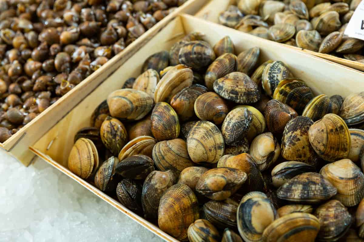 cómo comprar mariscos frescos