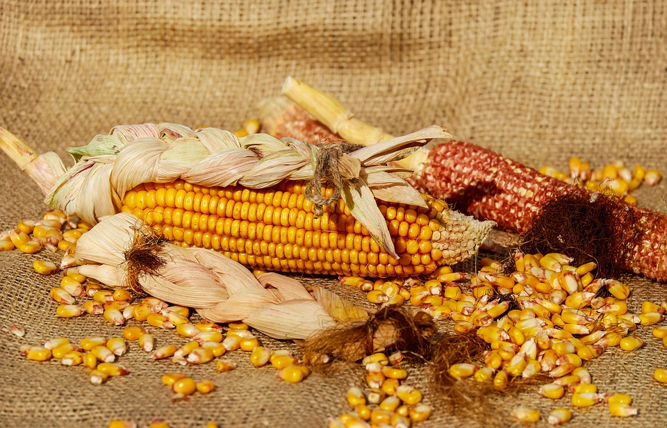 #MéxicoPopular Tres #RECETAS de la dieta de los huicholes de Nayarit