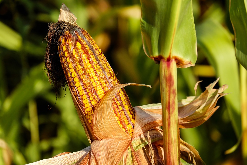 #MéxicoPopular La cocina de campo de los tarahumaras