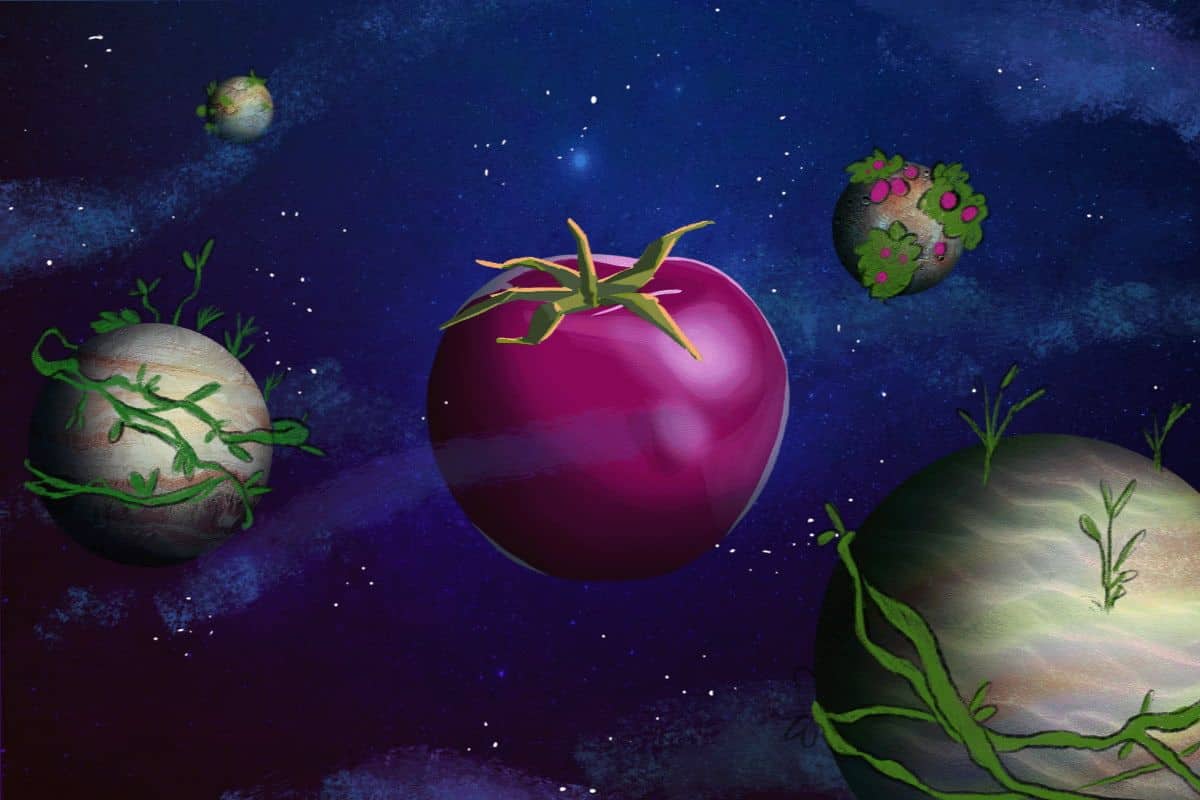 ¿Tomates en el espacio? La apuesta de la NASA por asegurar alimento en las misiones espaciales