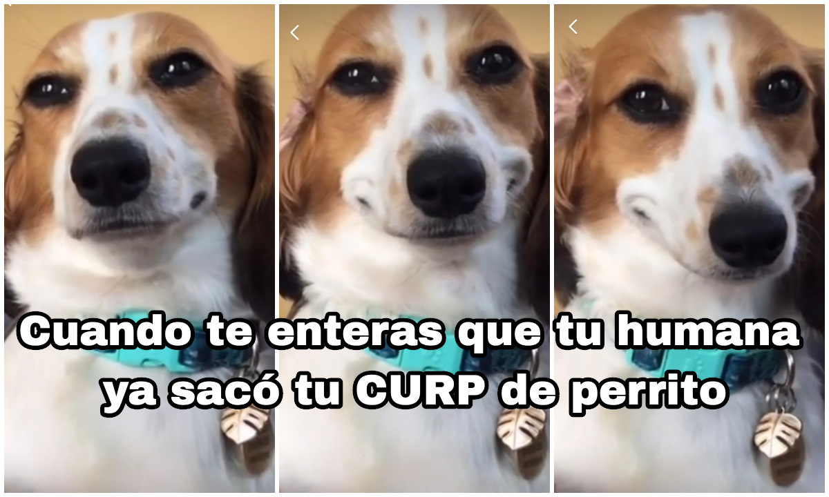Para que registres al Solovino: así se saca la *'CURP para mascotas'* (y para esto sirve)