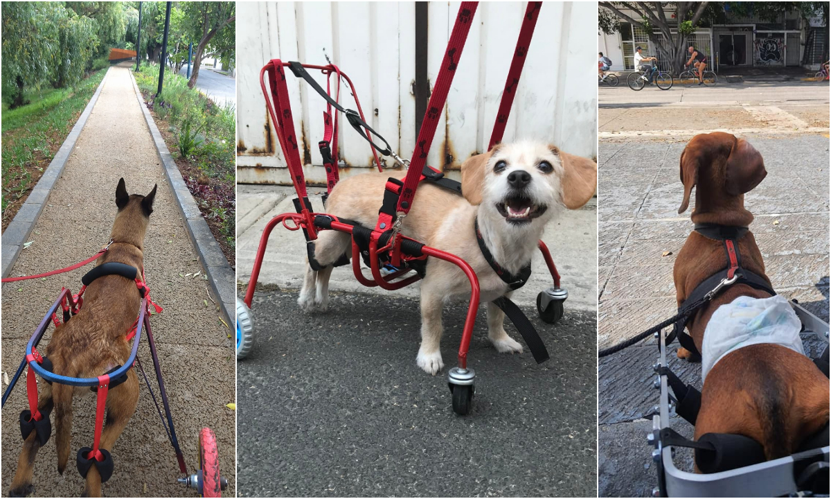 ¡Que nada los detenga! En estos lugares puedes hallar *sillas de ruedas para perros*