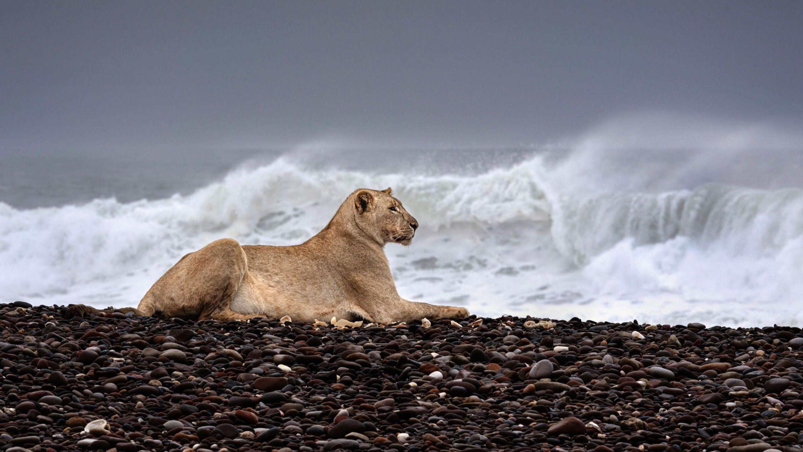 Las impactantes imágenes de leones que abandonan el desierto para cazar en la playa