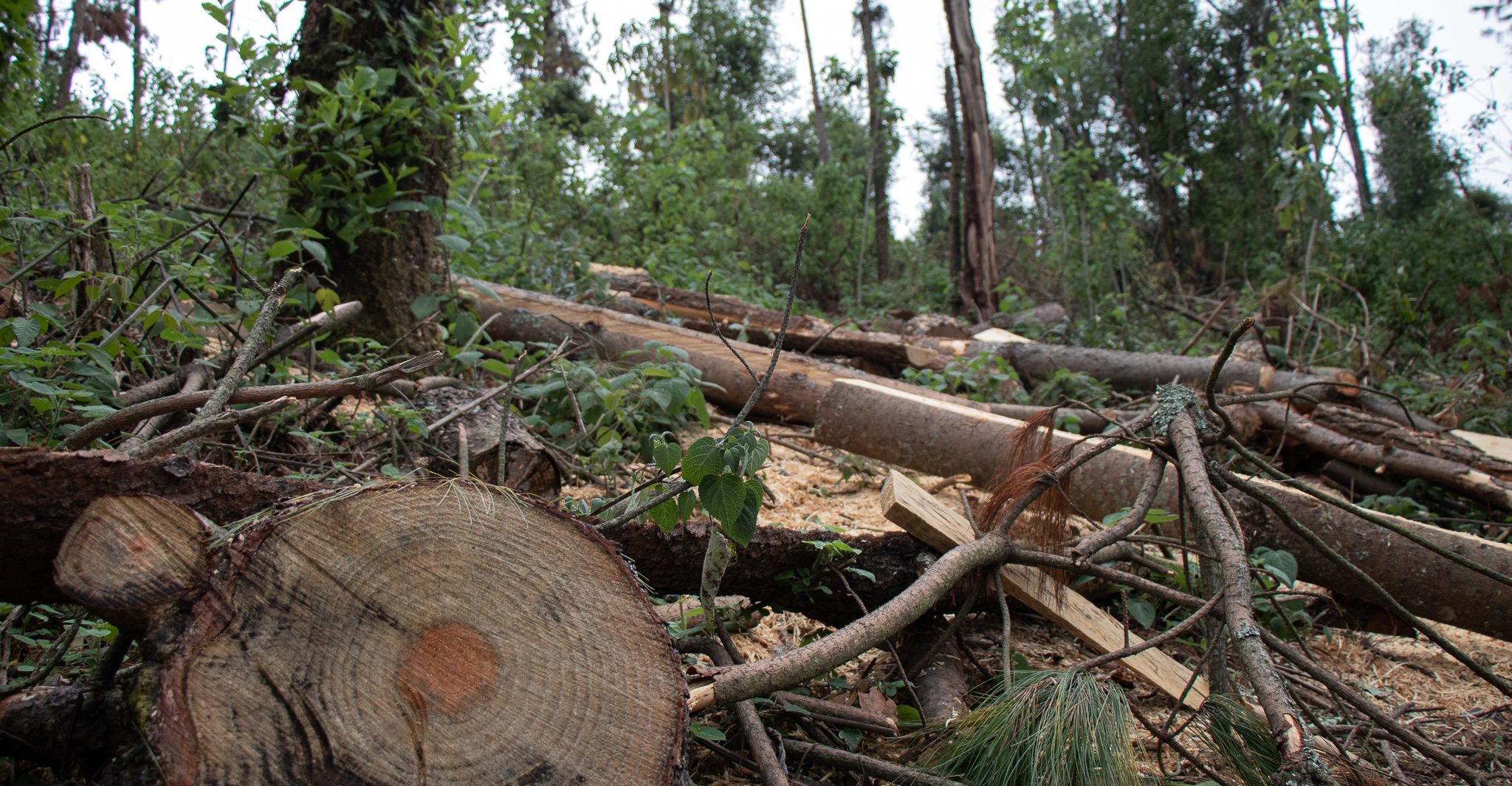 La impunidad de los talamontes en el Bosque de Agua del Edomex