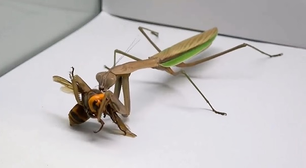 Ni ético ni divertido: esto dice experto del *video del avispón vs la mantis religiosa*