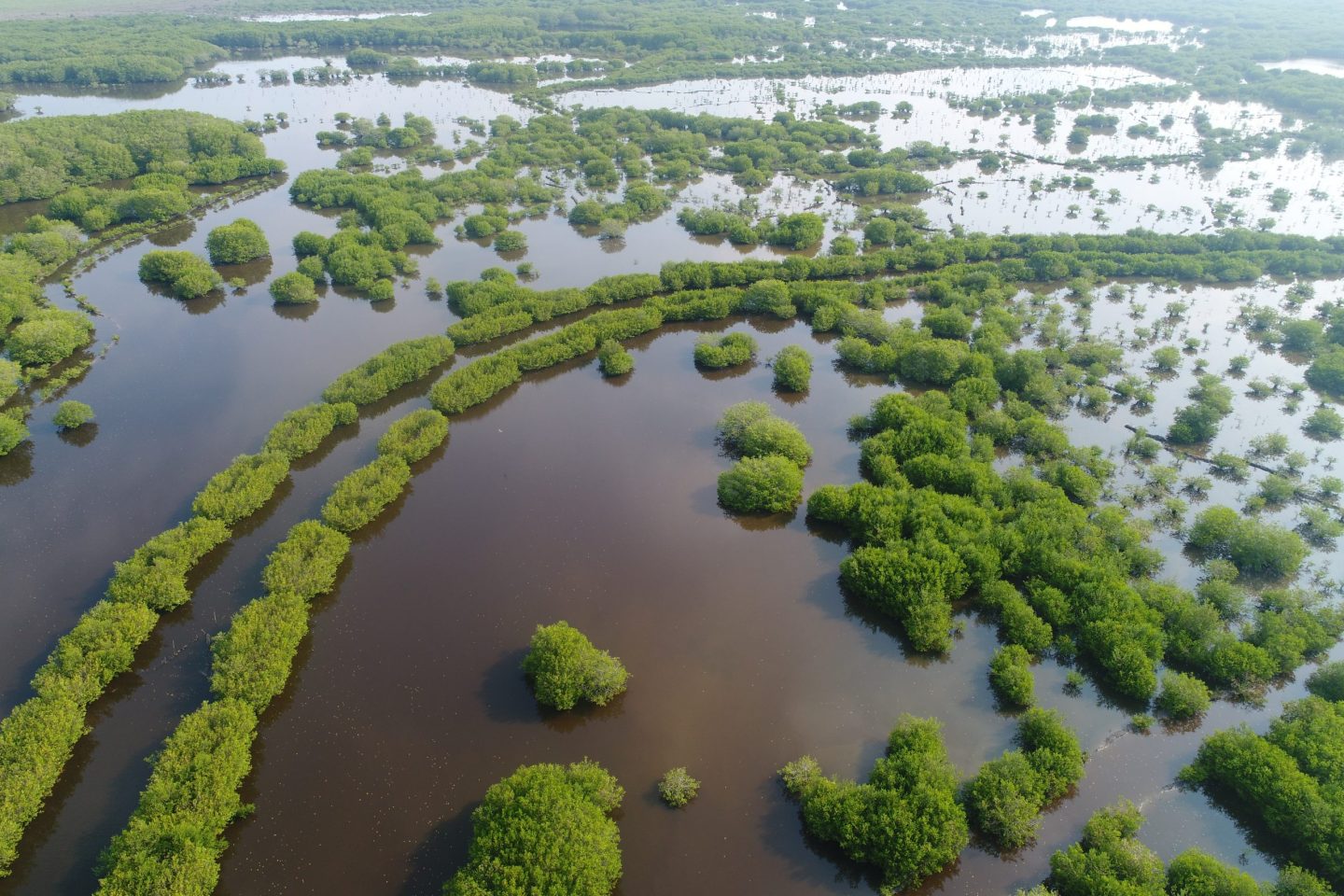 Rehabilitan manglares en Veracruz y recuperan la pesca y la cocina regional