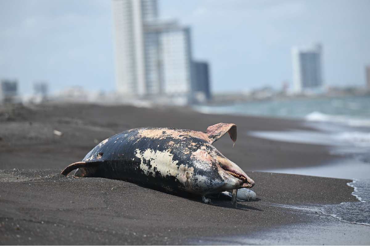Derrame en Golfo de México fue identificado en febrero, aseguran organizaciones; denuncian contención insuficiente
