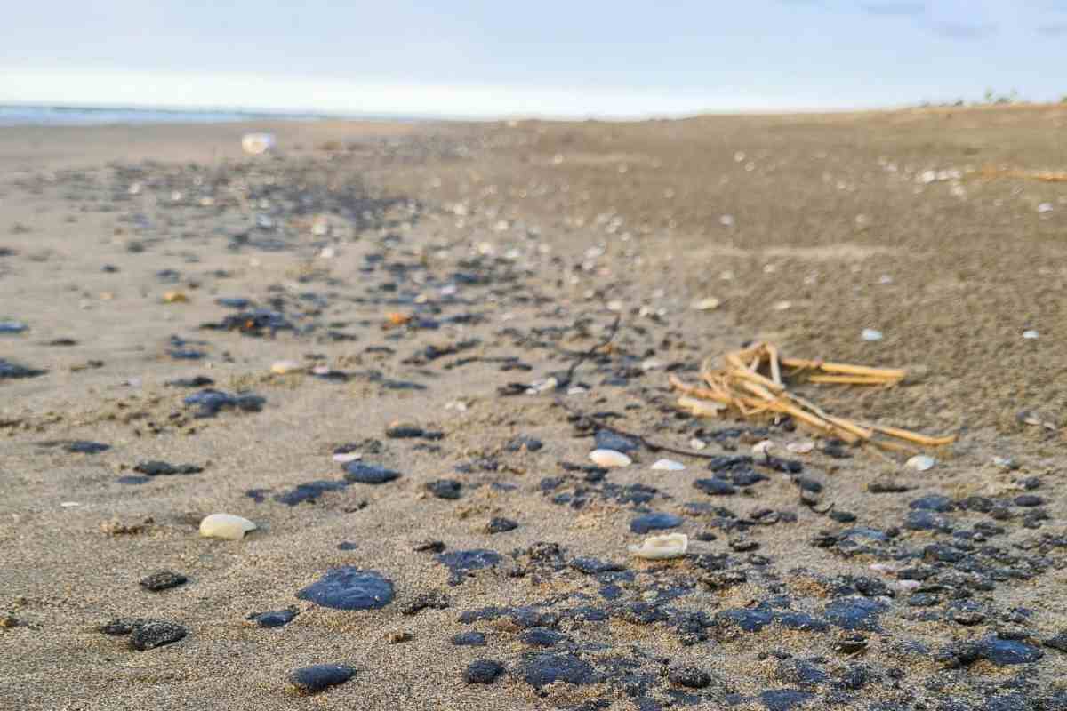 Derrame de petróleo en Campeche afecta playas de Veracruz y Tabasco; denuncian muerte de tortugas