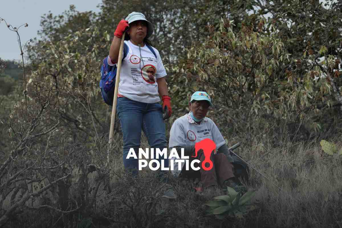 “No se pueden negar las desapariciones en CDMX”: brigada halla más restos humanos en el Ajusco