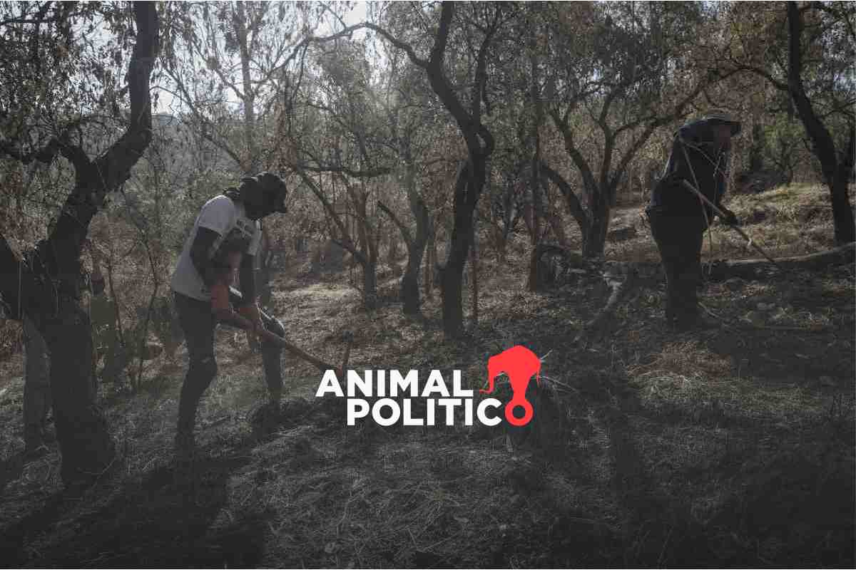 En 100 días de Sheinbaum se registran 104 % más desapariciones que con AMLO en el mismo periodo