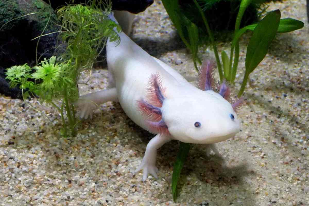 El mecanismo de regeneración en ajolotes y podría ser la clave para la medicina regenerativa humana