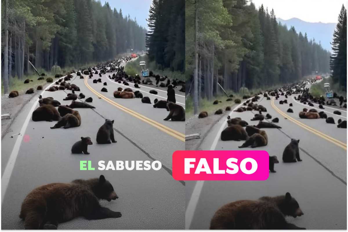 ¿Osos huyen de Yellowstone? Falso, la imagen fue creada con IA