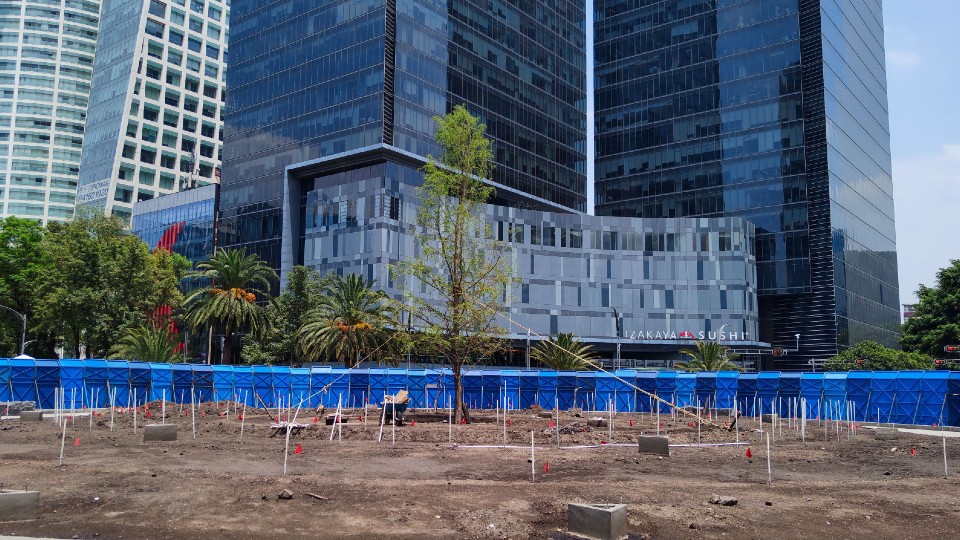 Vinculan a proceso a hombre que echó cemento alrededor del ahuehuete de Reforma